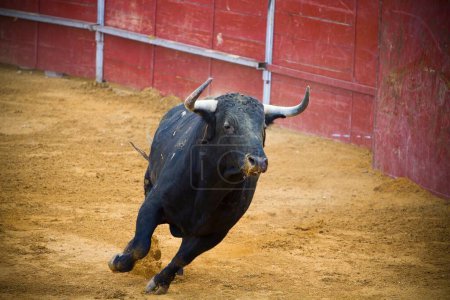 Photo for Bullfighting Spectacle: Captivating Images of Spanish Fighting Bulls - Royalty Free Image