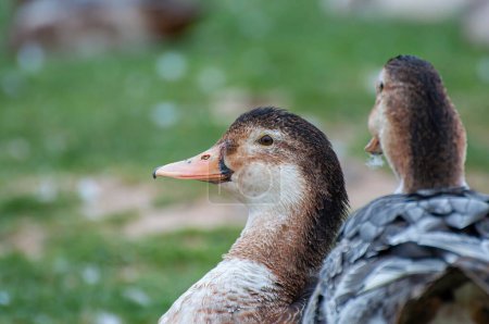 Elegant Avian Beauty: A Duck's Serene River Journey through Nature's Vibrant Green Tapestry