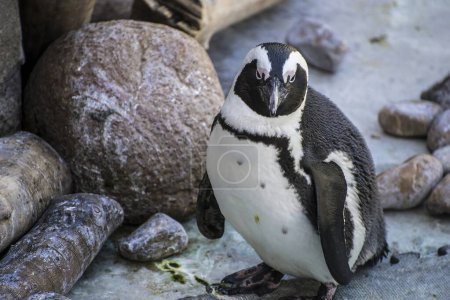 Foto de Pingüinos encantadores: una impresionante e hilarante reunión soleada en el muelle - Imagen libre de derechos