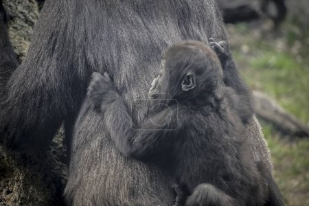 Foto de Majestuosa cría de gorila madre en hábitat natural: una vista poderosa y apasionante - Imagen libre de derechos