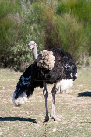 Solitary Ostrich: Majestic Beauty in the African Wilderness