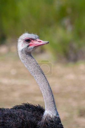 Solitary ostrich, regal amidst expansive African scenery. Graceful neck, inquisitive gaze, untamed savannah chronicle.