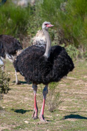 Solitary Ostrich: A Majestic Presence in the African Wilderness