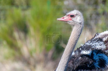 Photo for Solitary Ostrich: Regal in the African Wilderness - Royalty Free Image