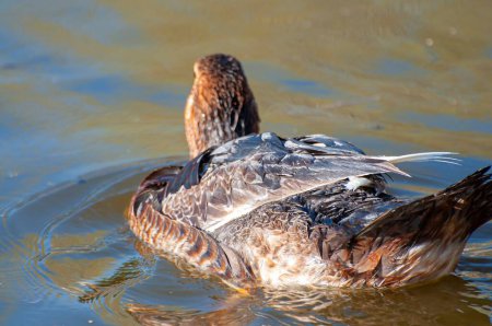 River Dance: A Serene Symphony of Sunlit Waters and Fluttering Ducks