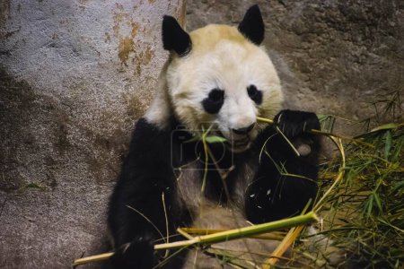 Bamboo Buffet: Captivating Images of Panda Bears Feasting on their Favorite Snack