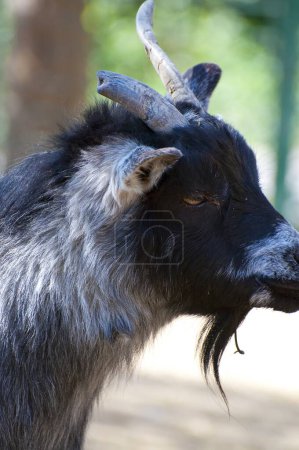 Foto de Majestuosa cabra con cuernos capturada en impresionante imagen - Imagen libre de derechos