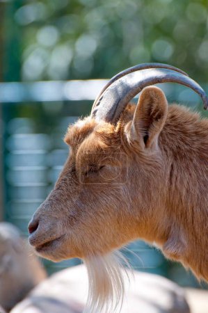 Téléchargez les photos : Portrait de chèvre majestueux : Une image étonnante d'une beauté cornée - en image libre de droit