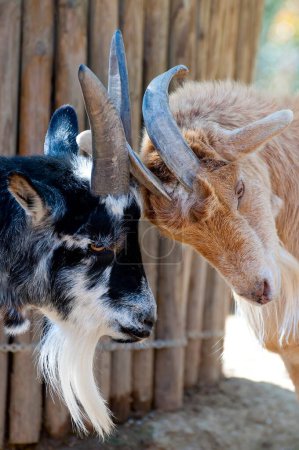 Téléchargez les photos : Majestic Goat with Impressive Antlers : Une image étonnante pour vos projets créatifs - en image libre de droit