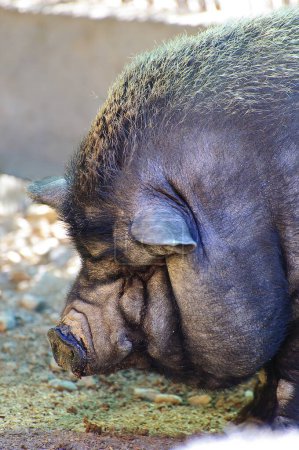 Téléchargez les photos : Le cochon vietnamien profite d'un Printemps de l'Europe : une collection d'images captivante d'un photographe compétent - en image libre de droit