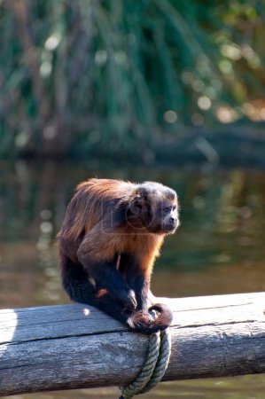 Foto de Impresionante retrato de mono con piel radiante: una imagen cautivadora para sus proyectos creativos - Imagen libre de derechos