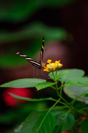 Photo for Fluttering Wings: A Serene Scene of Butterflies Dancing Over Vibrant Foliage - Royalty Free Image