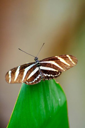 Papillons flottants : Une vue aérienne imprenable des feuilles