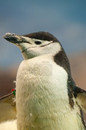 Perfección de pingüino: Adorable plumaje y pico