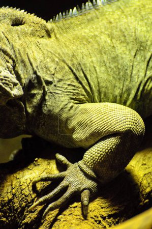 Stunning Snapshot: Captivating Close-up of a Lizard's Beautiful Scales