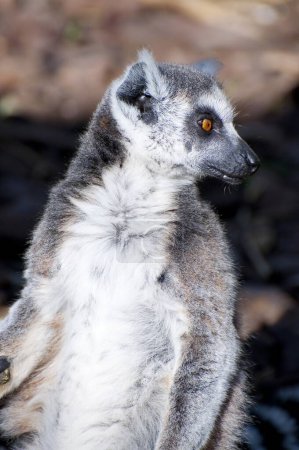 Atemberaubendes Lemur-Porträt: Fesselnde Augen und exquisite Haut