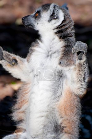 Foto de Impresionante retrato de un lémur encantador que muestra sus ojos fascinantes y su piel impecable. - Imagen libre de derechos