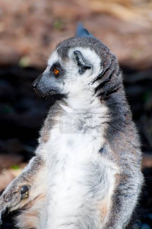 Stunning lemur portrait showcasing mesmerizing eyes and flawless skin.