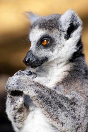 Photo for Stunning portrait of a charming lemur showcasing its captivating eyes and flawless skin. - Royalty Free Image