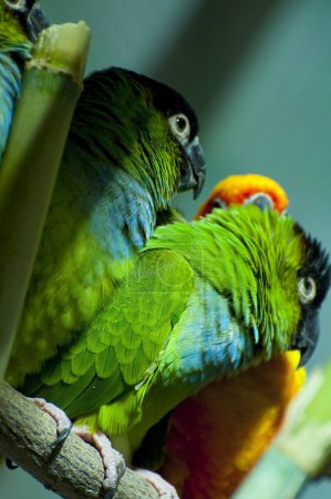 Vibrant Parrot Portrait: A Stunning Display of Colorful Plumage