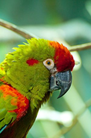 Téléchargez les photos : Portrait de perroquet vibrant : un superbe affichage de plumage coloré - en image libre de droit