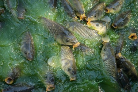 Exploring the Aquatic World: Captivating Images of Green River Shoal Water and Common Carp
