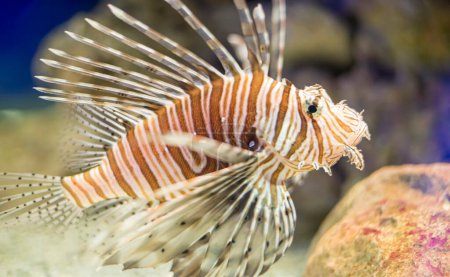 Beauté captivante : Des poissons-lions exotiques errent dans les profondeurs de la mer parmi les récifs coralliens