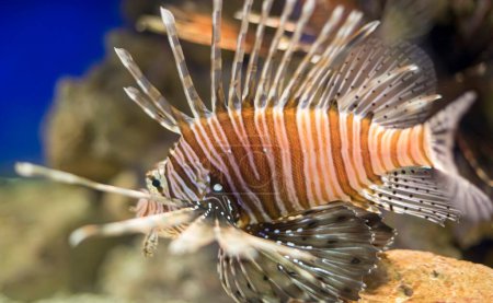 Téléchargez les photos : Exploration des profondeurs : Lionfish, la menace du récif corallien - en image libre de droit