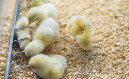 Gefiederte Freunde schlemmen: Charmante Szene einer kleinen Hühnerherde, die Mais und Getreide auf einer Kükenfarm genießt