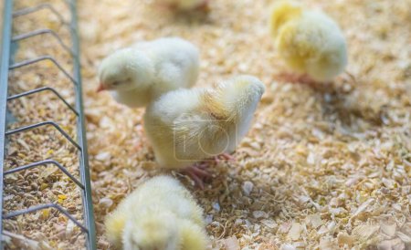 Foto de Feathered Feast: Pollos disfrutando de una comida de maíz y grano en una granja a pequeña escala - Imagen libre de derechos