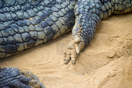 Alligator rustique se prélasser au bord de la rivière : un reptile brun lieu de repos serein