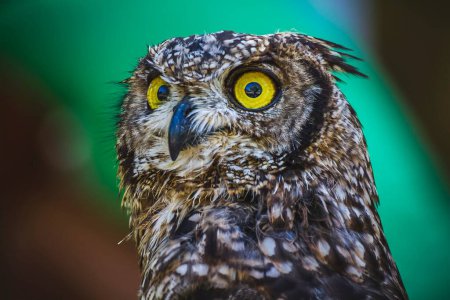 Captivating Owl: A Stunning Sight with Piercing Gaze and Exquisite Feathers