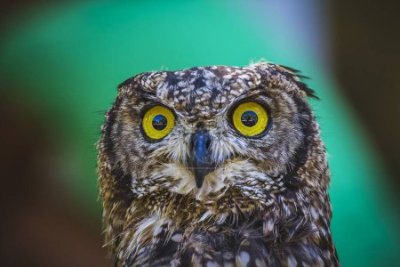 Majestic Owl: Stunning Plumage and Piercing Gaze at the Zoo