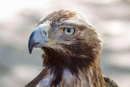 Foto de Golden Majesty: El Majestuoso Águila de la Libertad - Un Impresionante Pájaro Diurno de Presa con Hermoso Plumaje y Pico Amarillo - Imagen libre de derechos