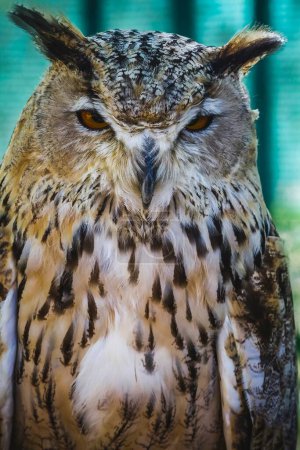Majestic owl with mesmerizing gaze and stunning feathers: A captivating sight in the wild!