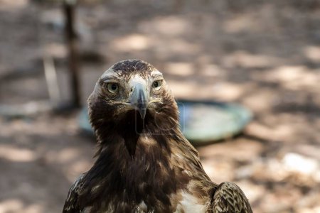 Den majestätischen Adler einfangen: Atemberaubende Bilder eines braunen Federviehjägers