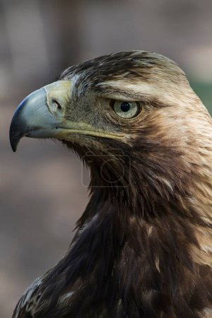Raptor Recon: Majestic Eagle with Brown Plumage and Sharp Beak Captured in Stunning Imagery