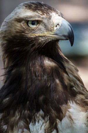 Téléchargez les photos : Superbes photos de stock : Aigle majestueux avec plumage brun et bec pointu - en image libre de droit