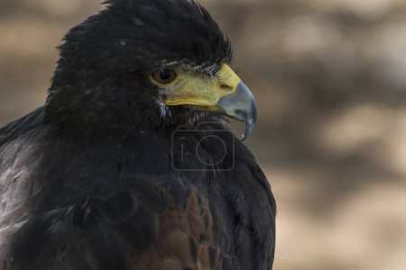 Majestic Eagle: Stunning Plumage and Sharp Beak in Focus