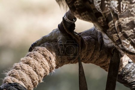 Photo for Medieval Prey: Eagle Claw Detail Captured in Stunning Imagery - Royalty Free Image