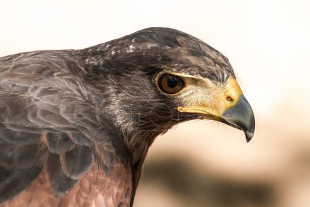 Téléchargez les photos : Images étonnantes de aigles majestueux : Plumage brun et becs pointus capturés dans des détails frappants - en image libre de droit