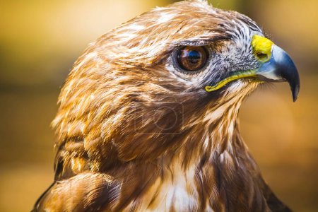 Goldene Majestät: Atemberaubende Bilder des tagaktiven Greifvogeladlers mit schönem Federkleid und gelbem Schnabel