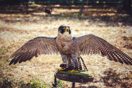 Téléchargez les photos : Speedy Sky Hunter : Majestic Peregrine Falcon Roaring with Wings Spread, Une image étonnante d'oiseau à grande vitesse en action - en image libre de droit