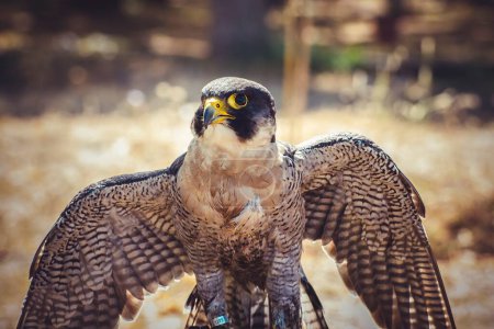 Photo for Swift Soar: Capturing the Graceful Peregrine Falcon in Flight - Royalty Free Image