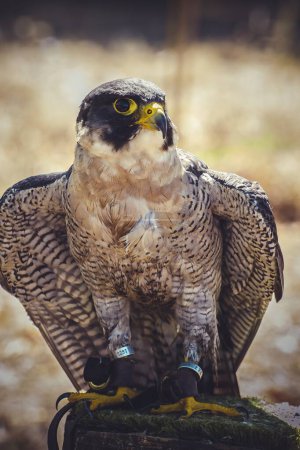 Swift Soaring: Magnificent Peregrine Falcon Spreading Its Wings in Flight