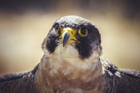 Photo for Speed Demon in the Skies: Majestic Peregrine Falcon Soaring with Open Wings - Royalty Free Image
