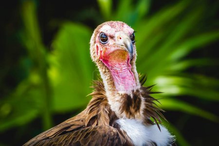 Intense-eyed Vulture: Detail-Oriented Scavenger with Massive Beak