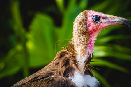 Photo for Intense Gaze: Close-Up of Vulture's Detail Scavenger Head and Large Beak - Royalty Free Image