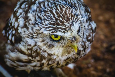 Photo for Adorable Gray and Yellow Owl with White Feathers: A Charming Look into Nature's Beauty - Royalty Free Image