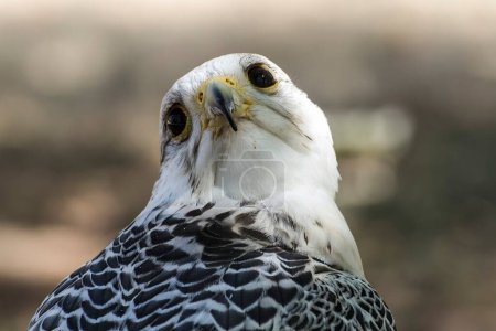 Photo for Majestic White Falcon: Stunning Beauty in Black and Gray Plumage - Royalty Free Image